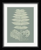 Ferns on Sage V Fine Art Print
