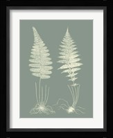 Ferns on Sage VI Fine Art Print