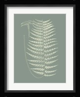 Ferns on Sage VIII Fine Art Print