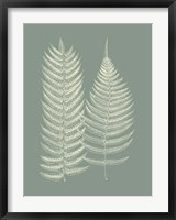 Ferns on Sage IX Fine Art Print