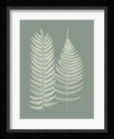 Ferns on Sage IX Fine Art Print