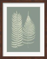 Ferns on Sage IX Fine Art Print