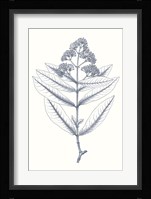 Indigo Botany Study I Fine Art Print