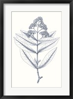 Indigo Botany Study I Fine Art Print