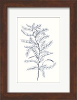 Indigo Botany Study II Fine Art Print