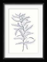 Indigo Botany Study II Fine Art Print