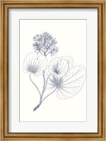 Indigo Botany Study IV Fine Art Print