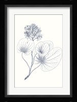 Indigo Botany Study IV Fine Art Print
