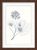 Indigo Botany Study IV Fine Art Print