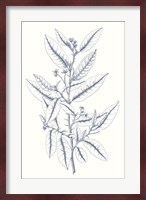 Indigo Botany Study V Fine Art Print
