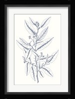Indigo Botany Study V Fine Art Print