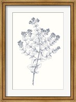 Indigo Botany Study VI Fine Art Print