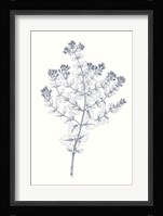Indigo Botany Study VI Fine Art Print
