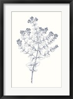 Indigo Botany Study VI Fine Art Print