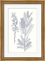 Indigo Botany Study VII Fine Art Print