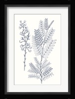 Indigo Botany Study VII Fine Art Print