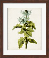Antique Botanical Study III Fine Art Print