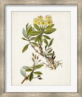 Antique Botanical Study IV Fine Art Print