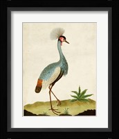 Heron Portrait I Framed Print