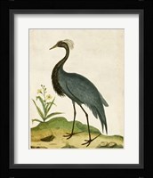 Heron Portrait II Framed Print