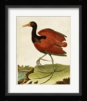 Heron Portrait IV Framed Print