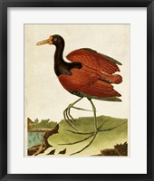 Heron Portrait IV Framed Print