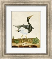 Heron Portrait V Fine Art Print