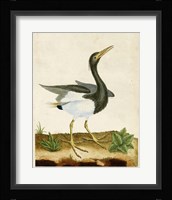 Heron Portrait V Framed Print