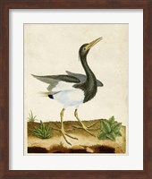 Heron Portrait V Fine Art Print
