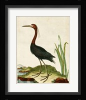 Heron Portrait VI Fine Art Print