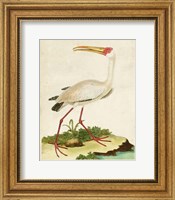 Heron Portrait VII Fine Art Print