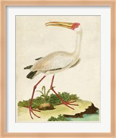 Heron Portrait VII Fine Art Print