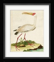 Heron Portrait VII Framed Print