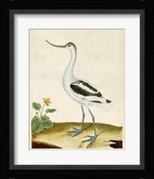 Heron Portrait VIII Framed Print