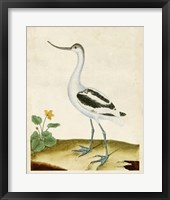 Heron Portrait VIII Framed Print