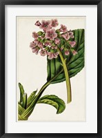 Mauve Botanicals II Fine Art Print