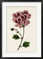 Mauve Botanicals III Fine Art Print