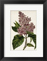 Mauve Botanicals IV Fine Art Print