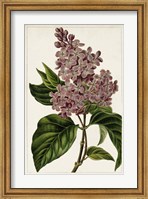 Mauve Botanicals IV Fine Art Print