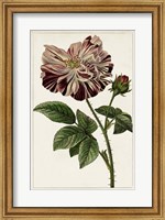 Mauve Botanicals V Fine Art Print