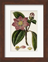 Mauve Botanicals VI Fine Art Print