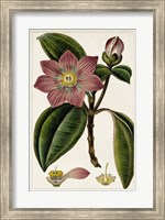 Mauve Botanicals VI Fine Art Print
