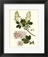 Olive Greenery I Fine Art Print