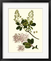 Olive Greenery I Fine Art Print
