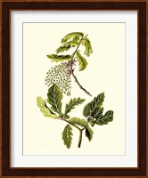 Olive Greenery III Fine Art Print