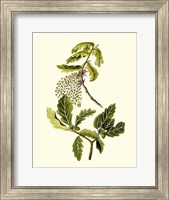 Olive Greenery III Fine Art Print