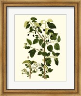 Olive Greenery V Fine Art Print