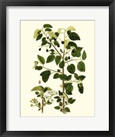 Olive Greenery V Fine Art Print