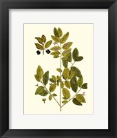 Olive Greenery VII Fine Art Print