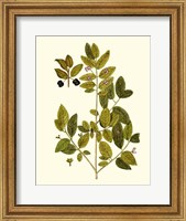 Olive Greenery VII Fine Art Print